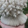 Natural 100% Real White Coral Reef Seashell Aquarium Decor Coral Decoration 7" x 8" Image 4