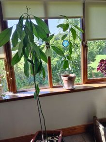 avocado plants