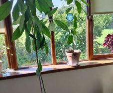 avocado plants