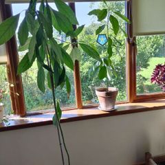 avocado plants