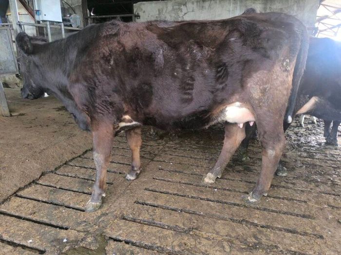 1st lactation cows