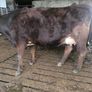 1st lactation cows Image 4