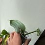 Philodendron Silver Sword Image 3