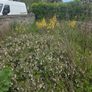 A wild garden Image 7