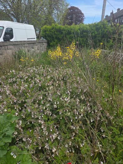 A wild garden