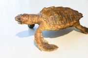 Large turtle taxidermy 40cm