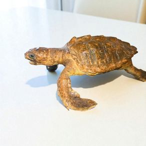 Large turtle taxidermy 40cm