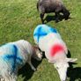 Sheep Image 2
