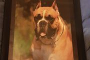 Nice picture of a bulldog
