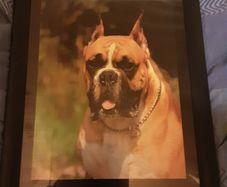 Nice picture of a bulldog