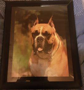 Nice picture of a bulldog