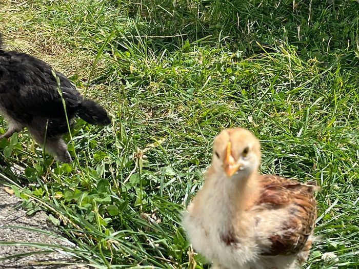 baby chicks