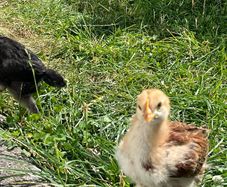 baby chicks