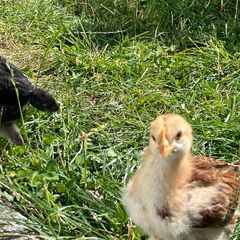 baby chicks