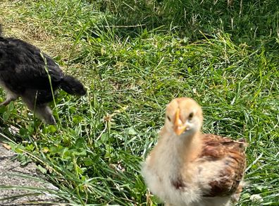 baby chicks