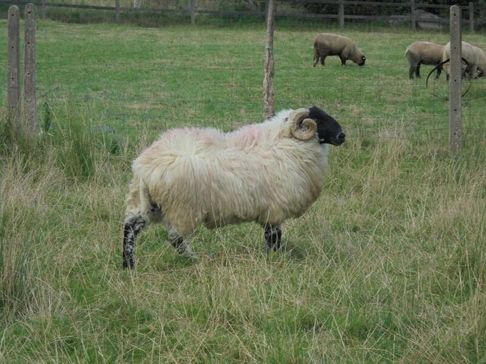 Teaser Rams, Vasectomised Teaser Ram .Teaser Ram.