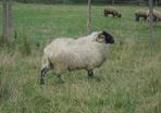 Teaser Rams, Vasectomised Teaser Ram .Teaser Ram.