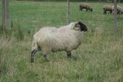 Teaser Rams, Vasectomised Teaser Ram .Teaser Ram.