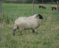 Teaser Rams, Vasectomised Teaser Ram .Teaser Ram.