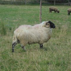 Teaser Rams, Vasectomised Teaser Ram .Teaser Ram.