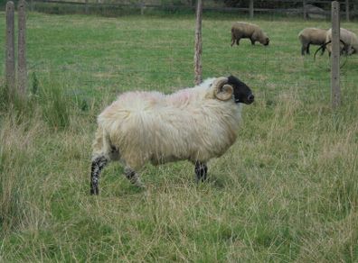 Teaser Rams, Vasectomised Teaser Ram .Teaser Ram.