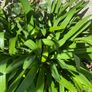 Agapanthus Image 2