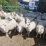 Hoggets Image 7