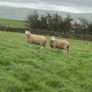 Wicklow Cheviot shearling Image 2
