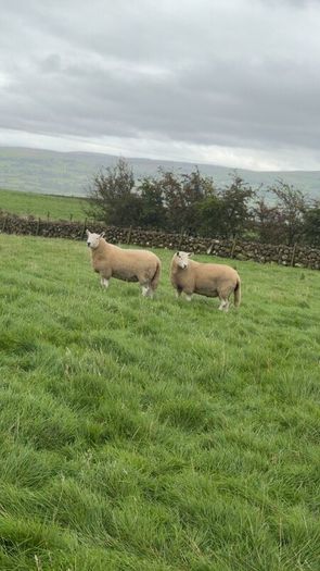 Wicklow Cheviot shearling