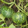 Squash 'Asterix' Irish Seeds Image 3