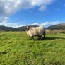 Blackfaced Ram Image 3