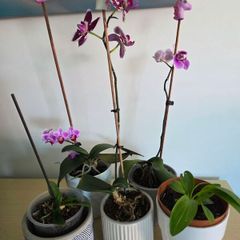 Flowers wet pots