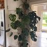 Monstera House plant Image 2