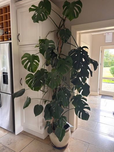Monstera House plant