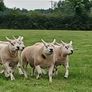 Pedigree Texel Rams Image 4