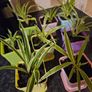 house plant Image 4