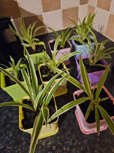 house plant