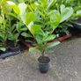 Laurel Hedging Image 6