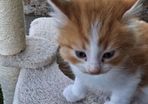 kitten