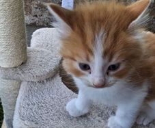 kitten