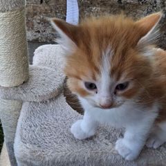 kitten
