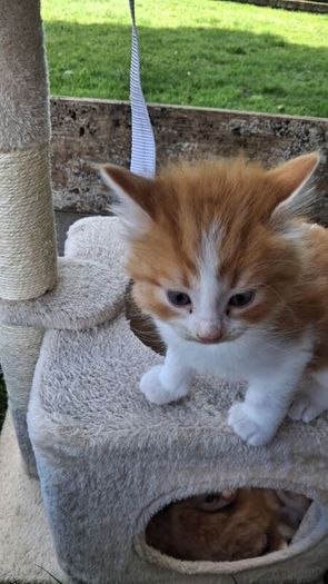 kitten