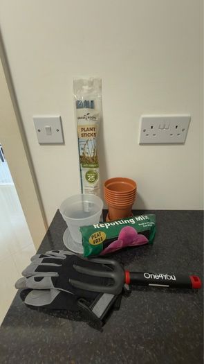 5 plants and garden stuff
