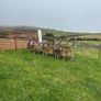 Lanark ewes Image 5
