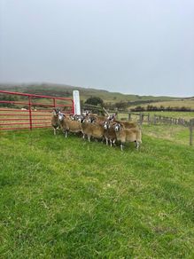 Lanark ewes