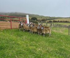 Lanark ewes
