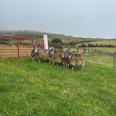 Lanark ewes