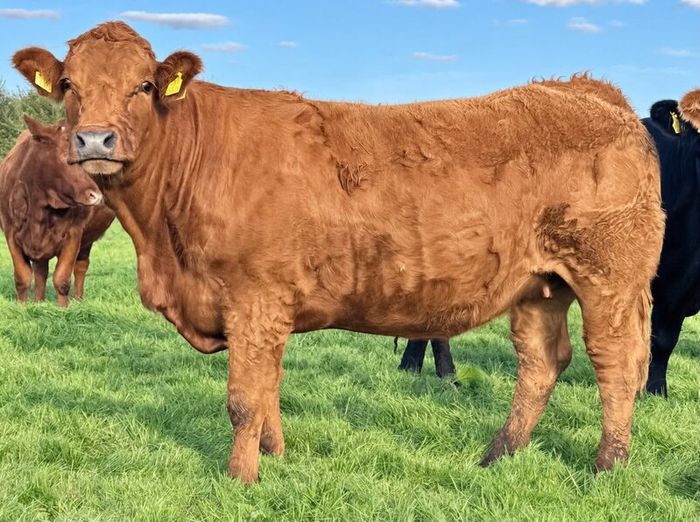 35 In-Calf Heifers for Sale Balla Mart 17 Oct