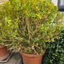 Buxus sempervirens Image 2