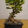 Bonsai Easy Care Indoor #3 Image 2